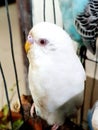 Looks beautiful budgerigar